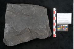 Foto (Objekt + Etikett) von Noeggerathia palmaeformis Goeppert (NHMW-GEO-2024-0188-10745)